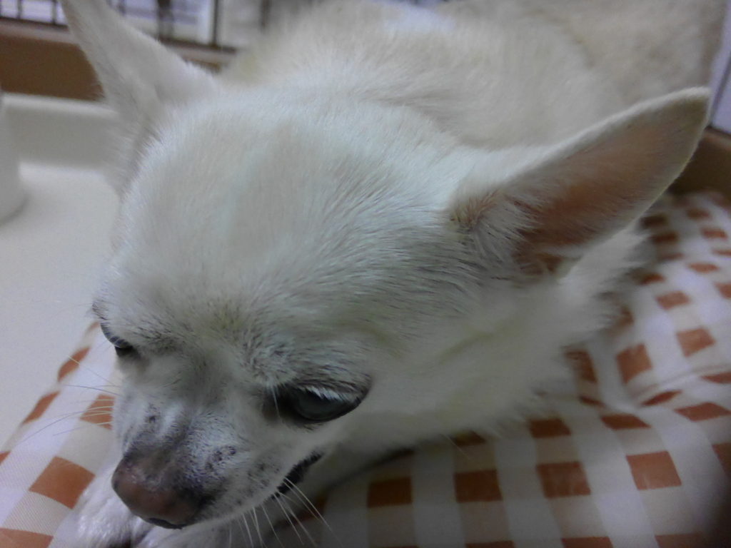 f:id:g-ninetyone:20180822213821j:plain
