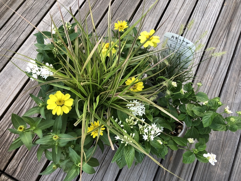 f:id:g-ninetyone:20180903192545j:plain f:id:g-ninetyone:20180903192545j:plain