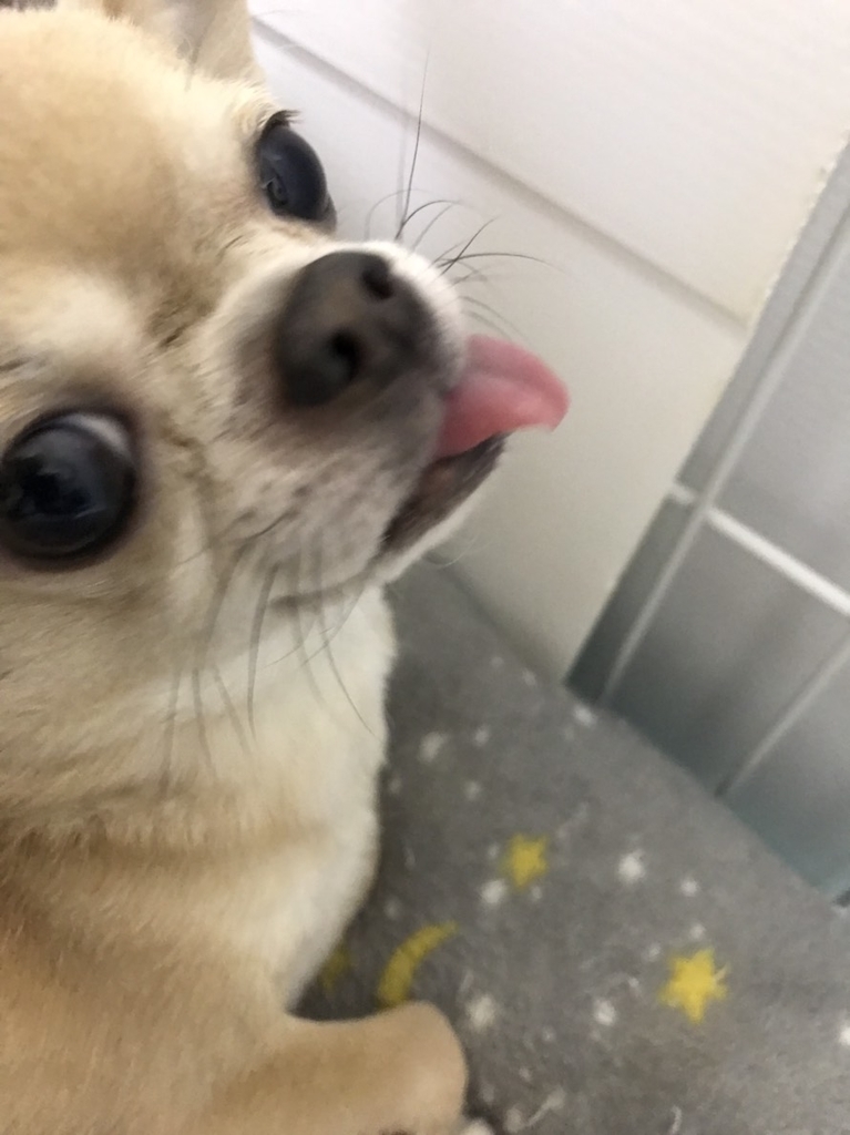 f:id:g-ninetyone:20181208085101j:plain