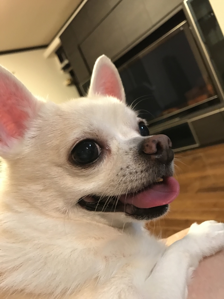 f:id:g-ninetyone:20181210224653j:plain