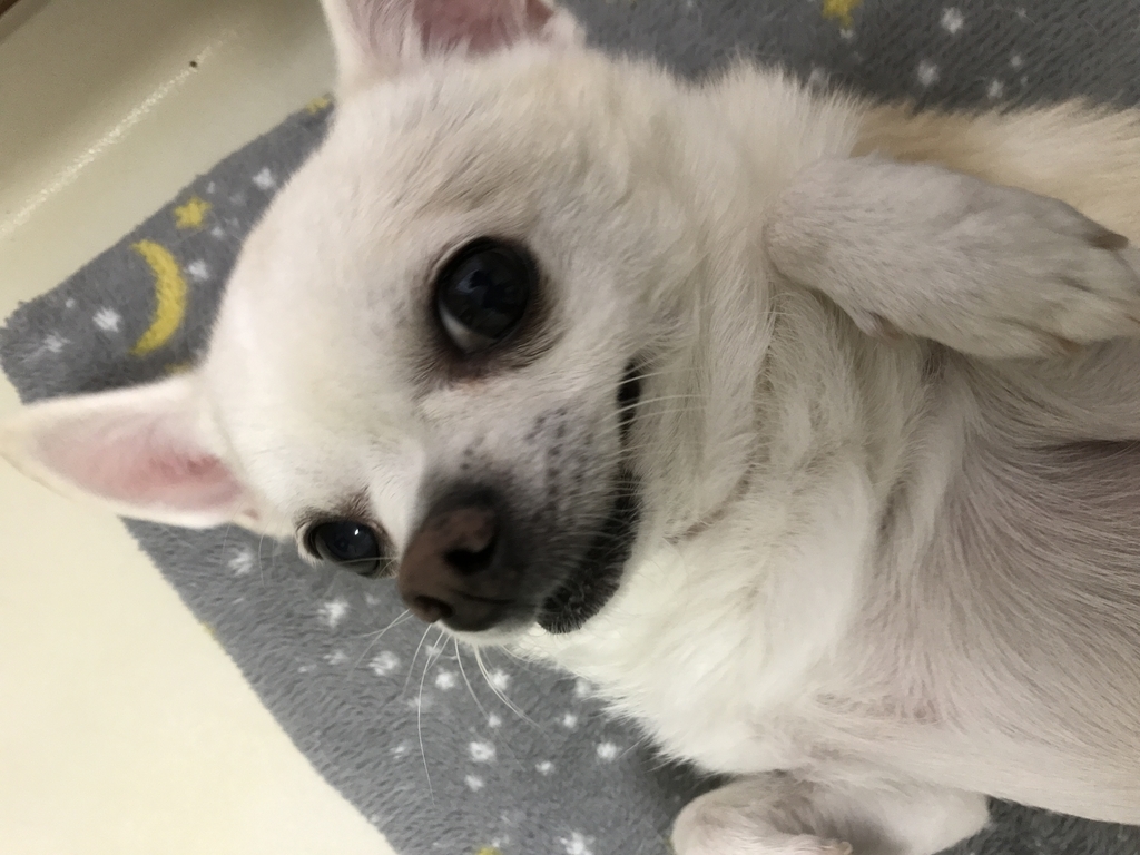 f:id:g-ninetyone:20181213215316j:plain