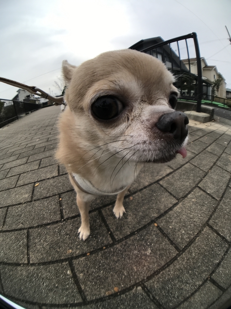 f:id:g-ninetyone:20181217223727j:plain