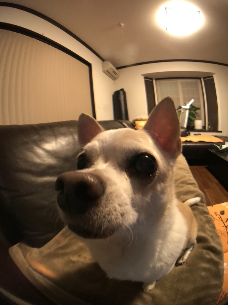 f:id:g-ninetyone:20181218201326j:plain