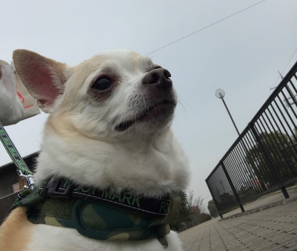 f:id:g-ninetyone:20181224234129j:plain