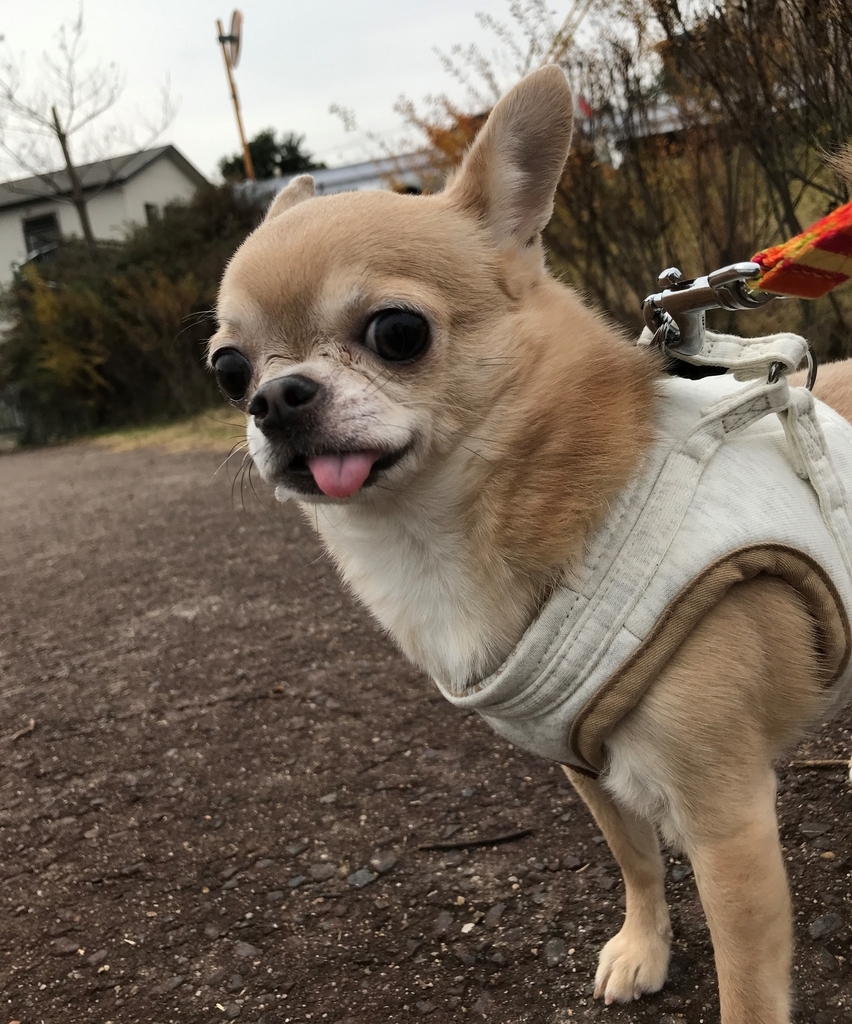 f:id:g-ninetyone:20181224234358j:plain