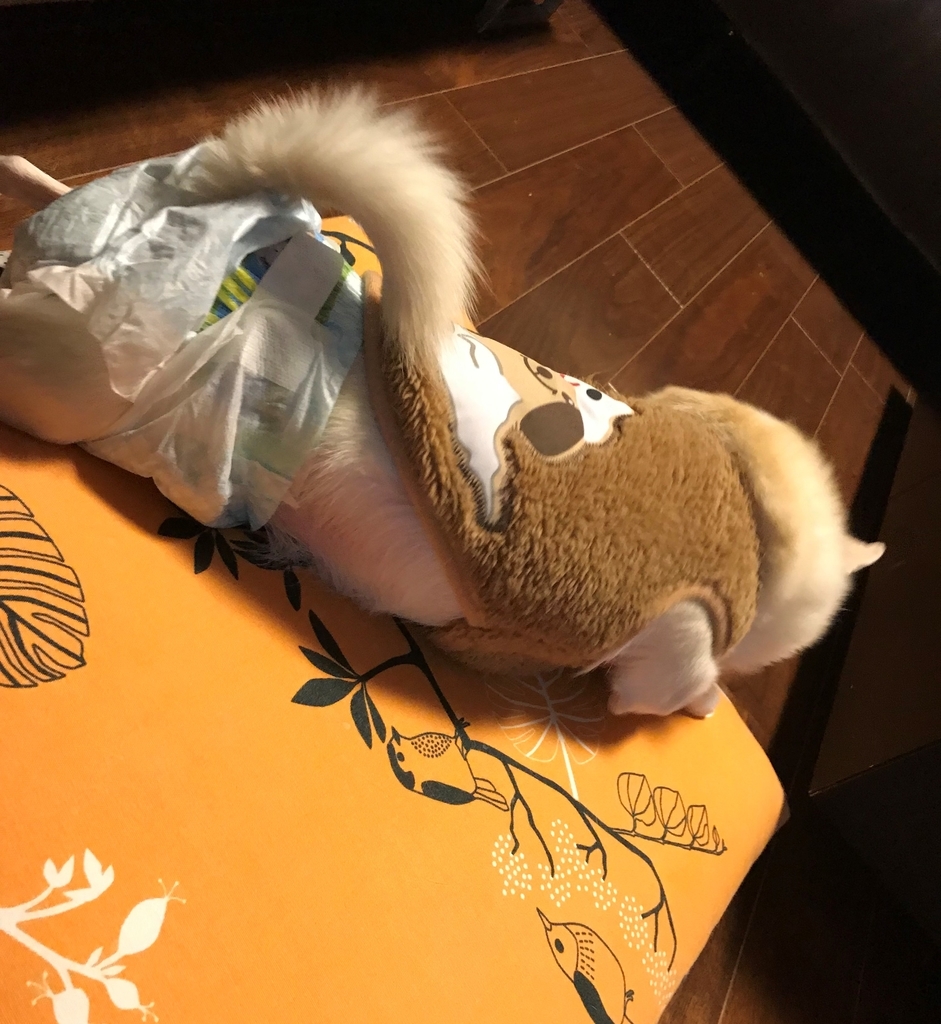 f:id:g-ninetyone:20190108210548j:plain