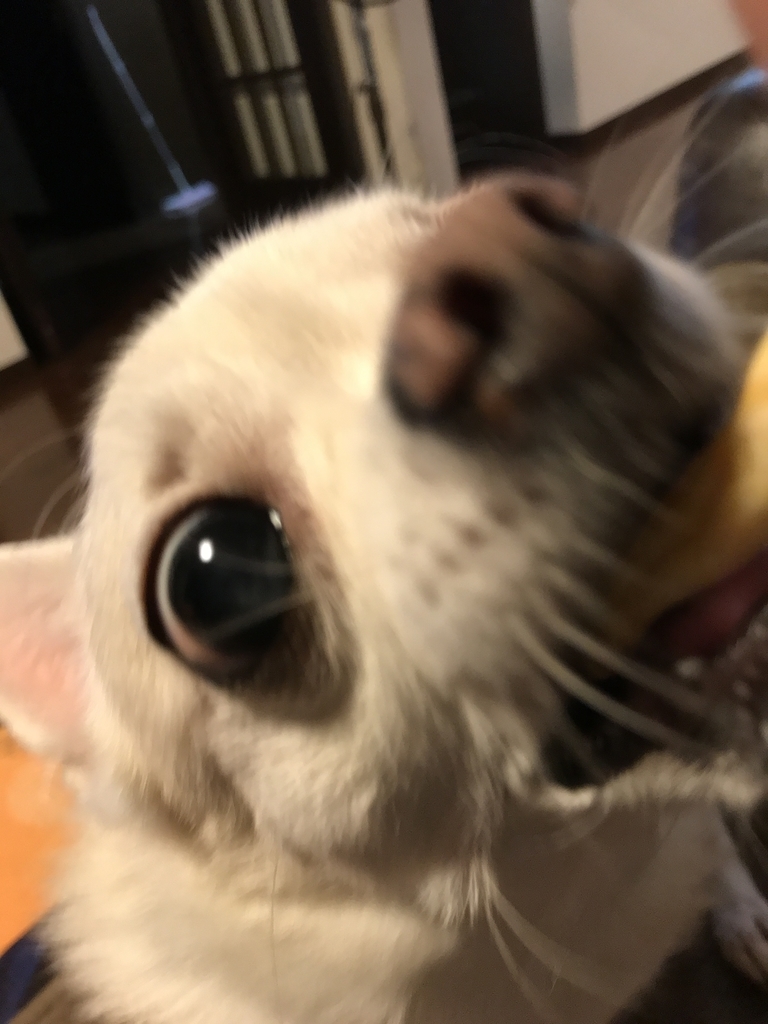 f:id:g-ninetyone:20190110194432j:plain