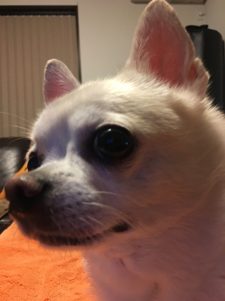 f:id:g-ninetyone:20190112211549j:plain f:id:g-ninetyone:20190112211549j:plain