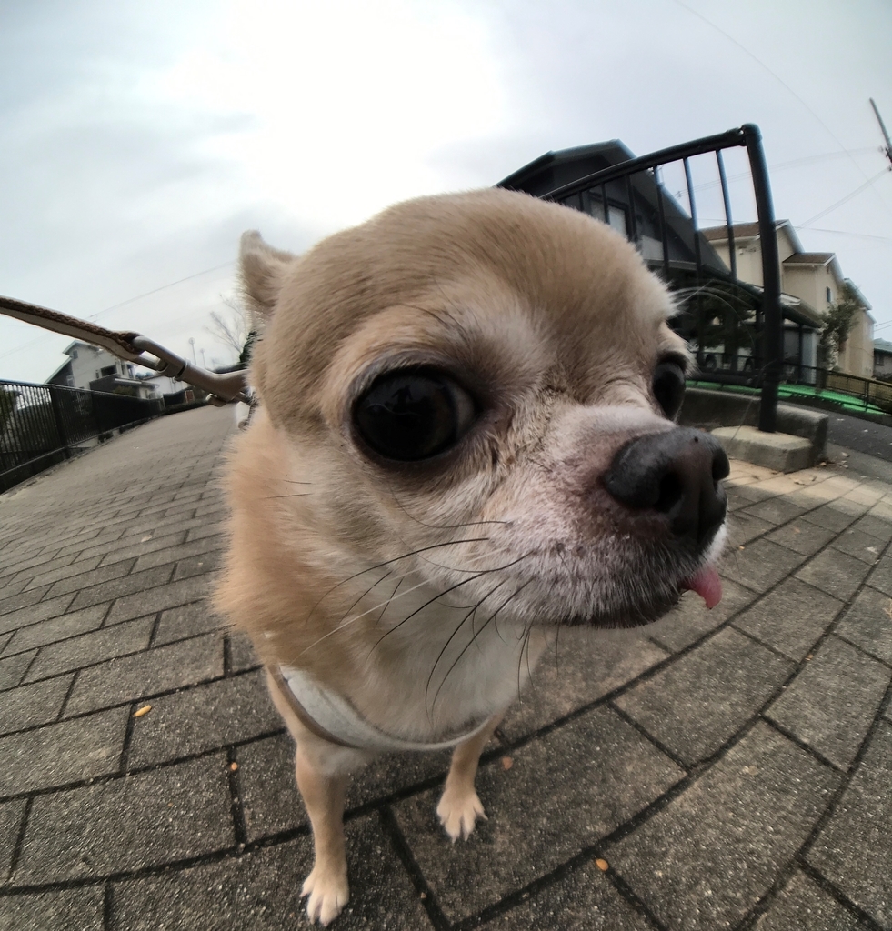 f:id:g-ninetyone:20190116204223j:plain f:id:g-ninetyone:20190116204223j:plain