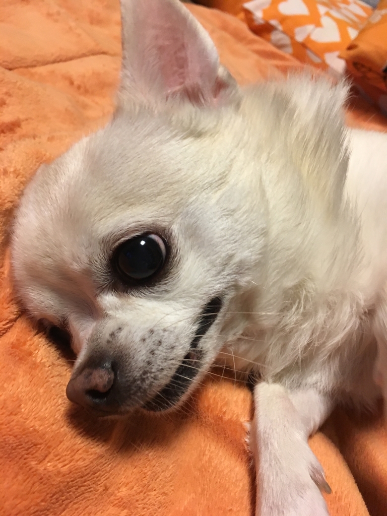 f:id:g-ninetyone:20190122211155j:plain