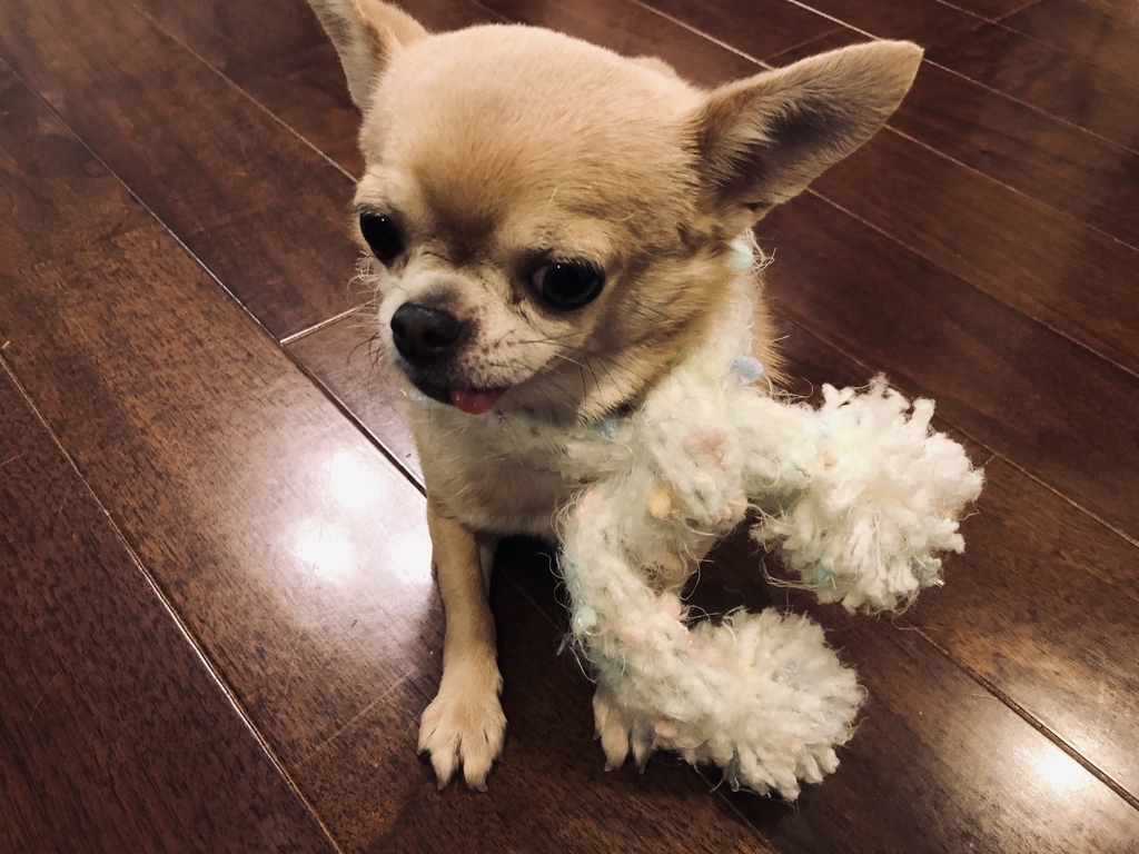 f:id:g-ninetyone:20190123203646j:plain