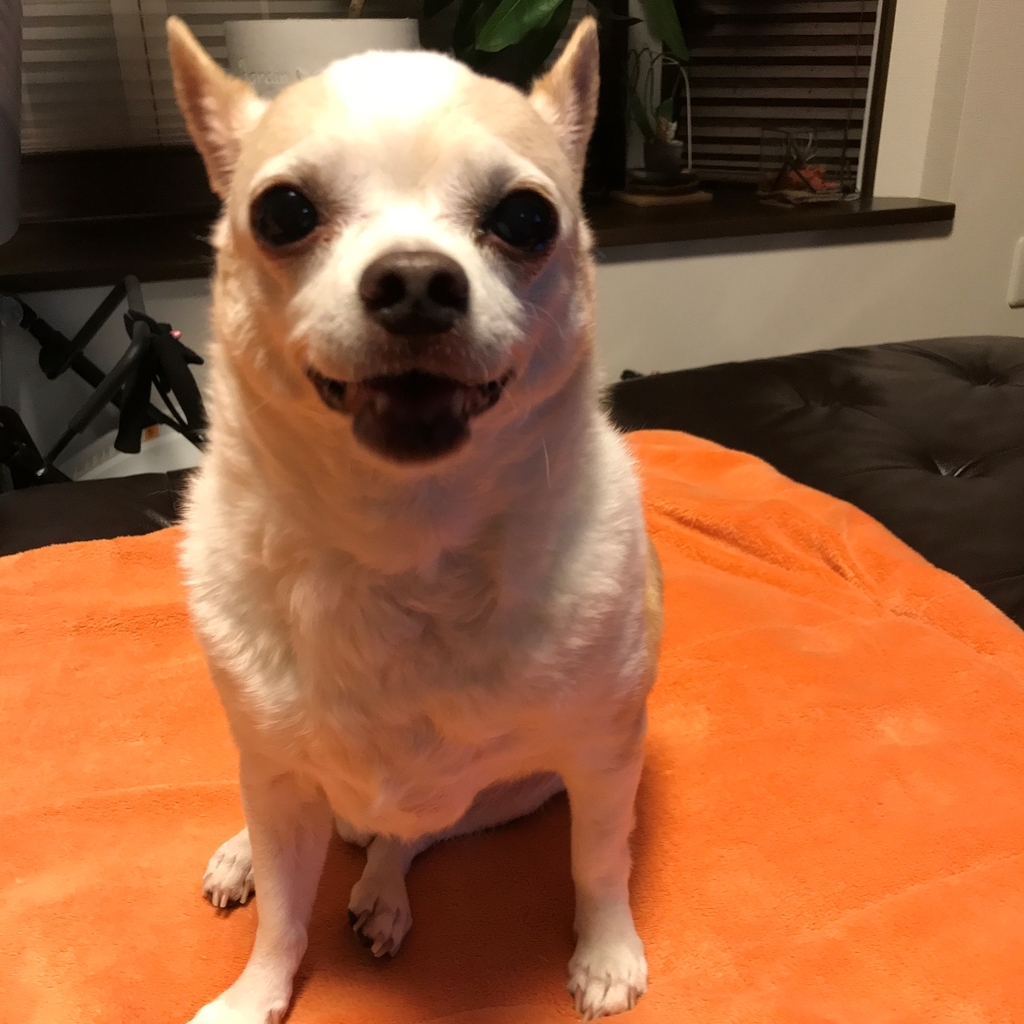 f:id:g-ninetyone:20190126223513j:plain
