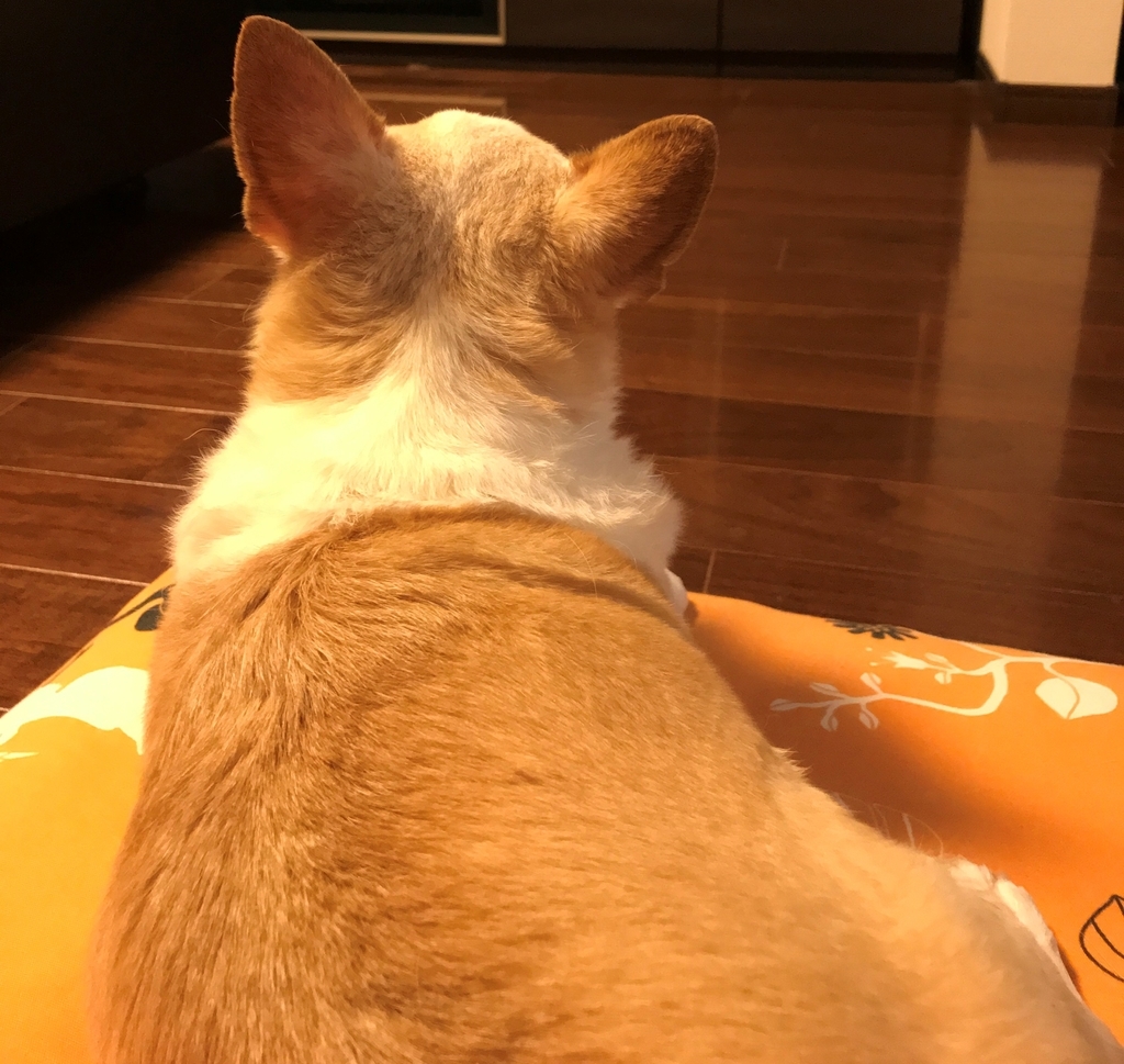 f:id:g-ninetyone:20190126223752j:plain