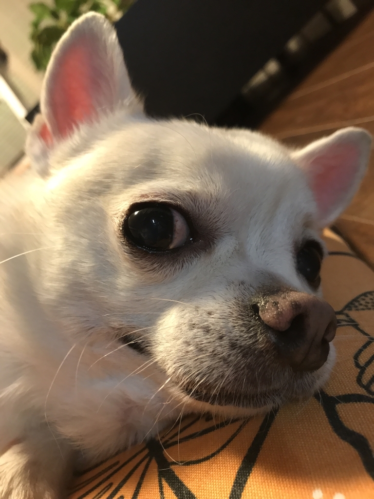 f:id:g-ninetyone:20190131195434j:plain
