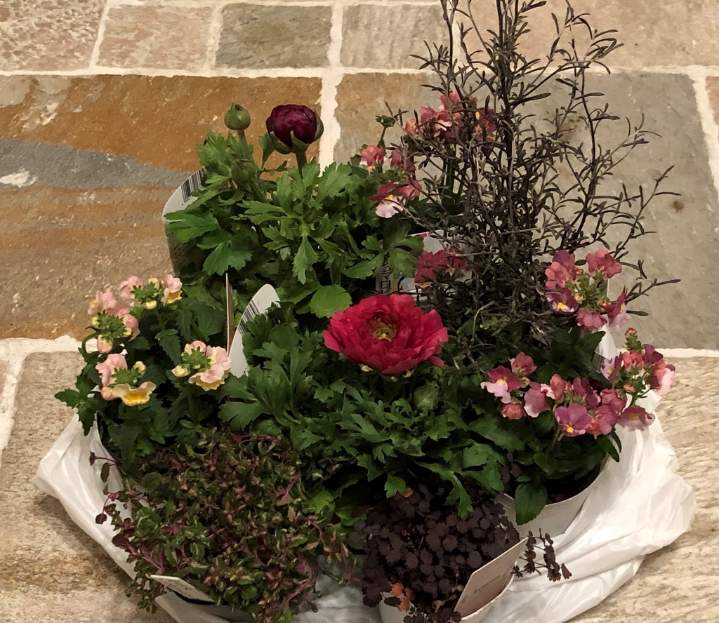 f:id:g-ninetyone:20190201204642j:plain f:id:g-ninetyone:20190201204642j:plain