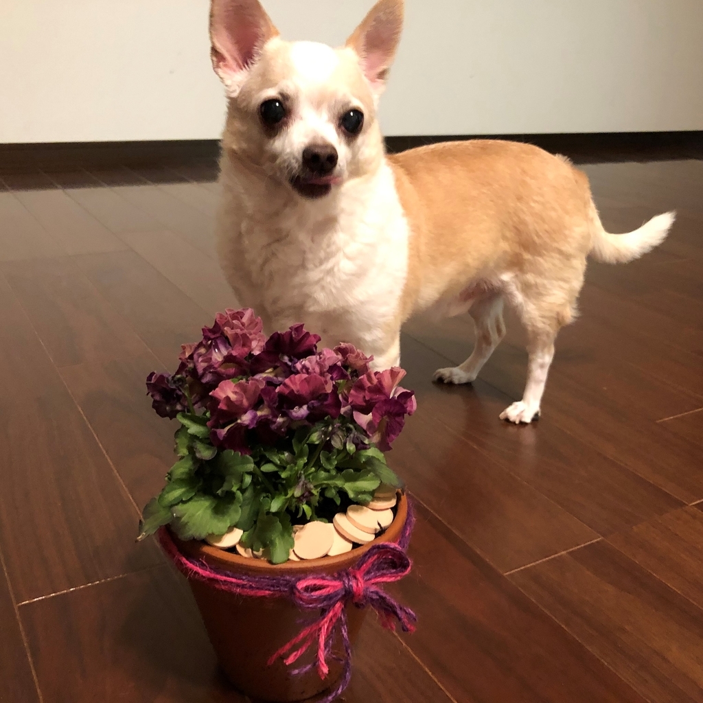 f:id:g-ninetyone:20190206213357j:plain