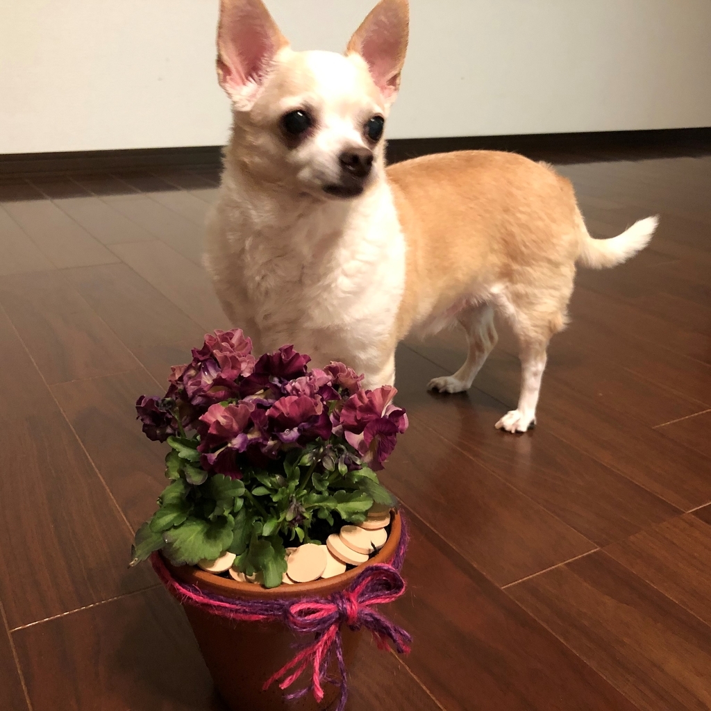 f:id:g-ninetyone:20190206214209j:plain