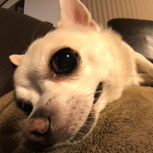 f:id:g-ninetyone:20190210212203j:plain