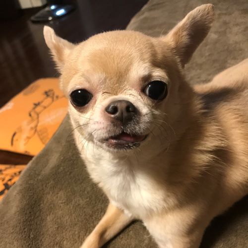 f:id:g-ninetyone:20190211205411j:plain