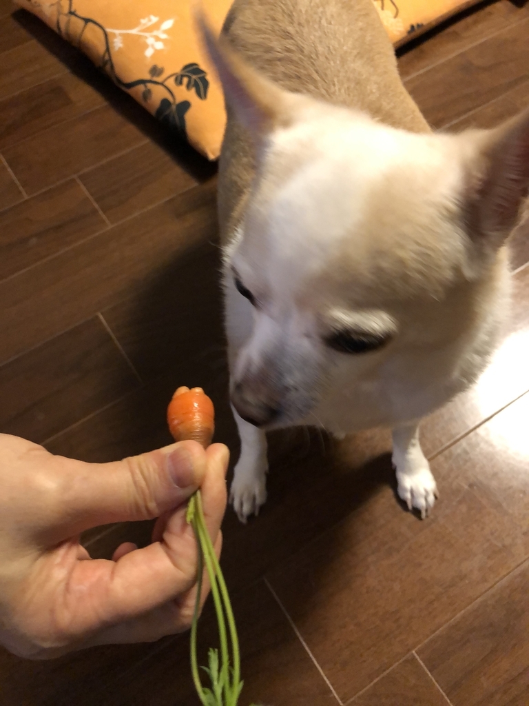 f:id:g-ninetyone:20190213214831j:plain