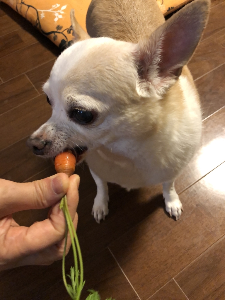 f:id:g-ninetyone:20190213215354j:plain