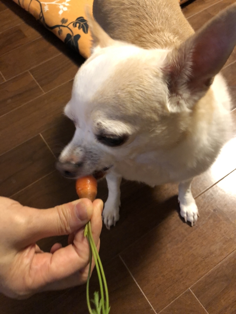 f:id:g-ninetyone:20190213215535j:plain
