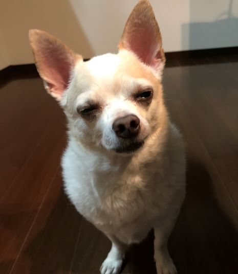 f:id:g-ninetyone:20190215210108j:plain