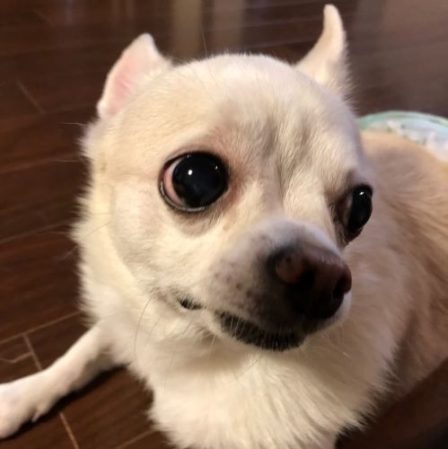 f:id:g-ninetyone:20190217194302j:plain