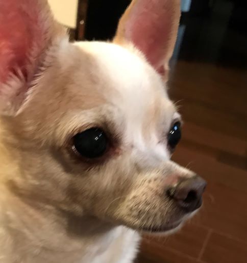 f:id:g-ninetyone:20190220204858j:plain
