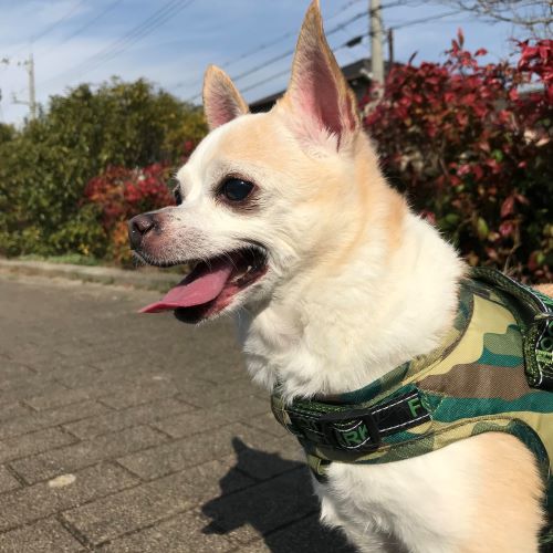 f:id:g-ninetyone:20190226214442j:plain