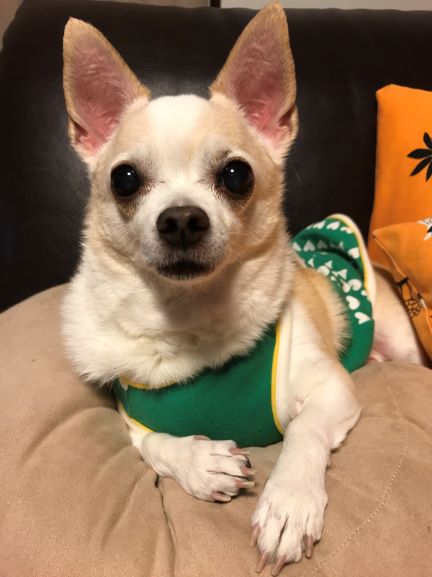 f:id:g-ninetyone:20190302202248j:plain