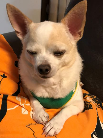 f:id:g-ninetyone:20190303221645j:plain f:id:g-ninetyone:20190303221645j:plain