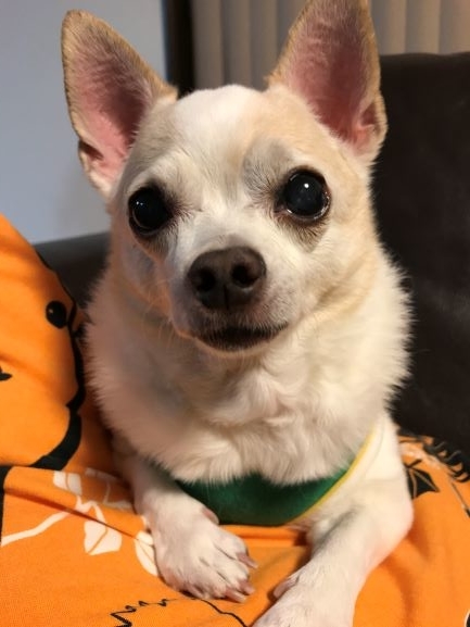 f:id:g-ninetyone:20190309221759j:plain