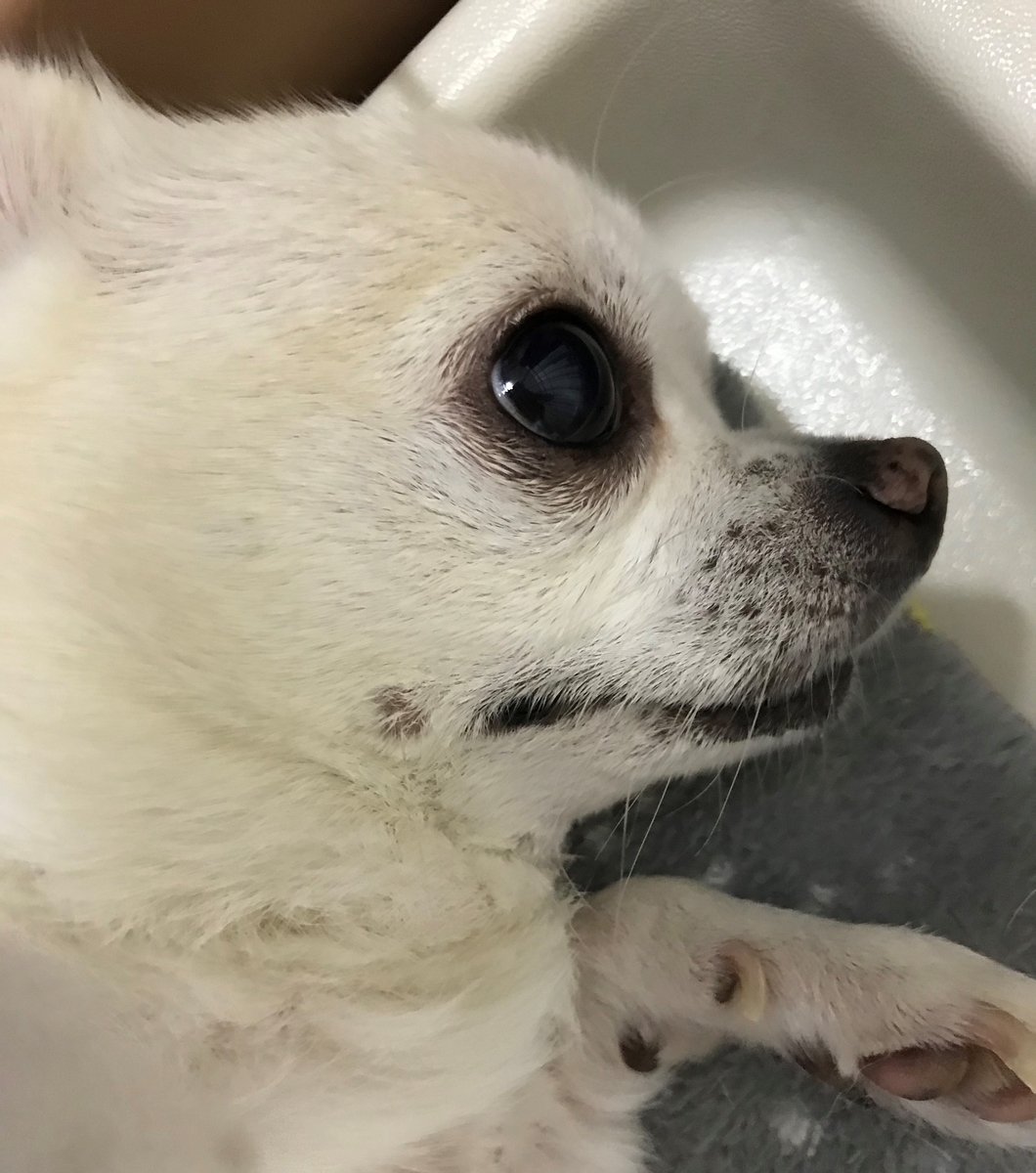 f:id:g-ninetyone:20190320234930j:plain