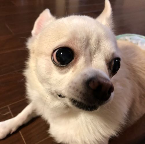 f:id:g-ninetyone:20190326214612j:plain