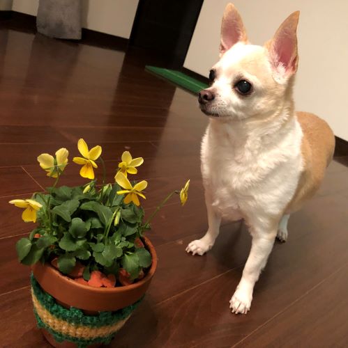 f:id:g-ninetyone:20190326215140j:plain