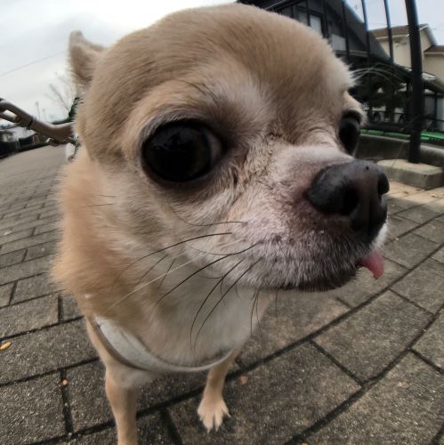 f:id:g-ninetyone:20190327210105j:plain