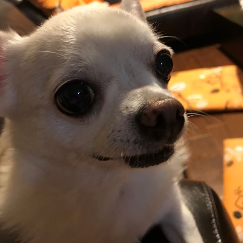 f:id:g-ninetyone:20190327210749j:plain