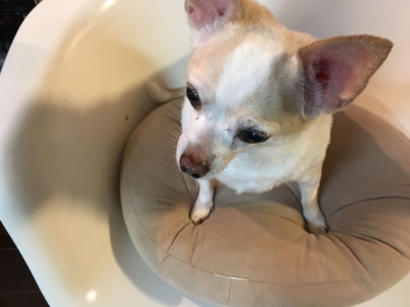 f:id:g-ninetyone:20190329214325j:plain
