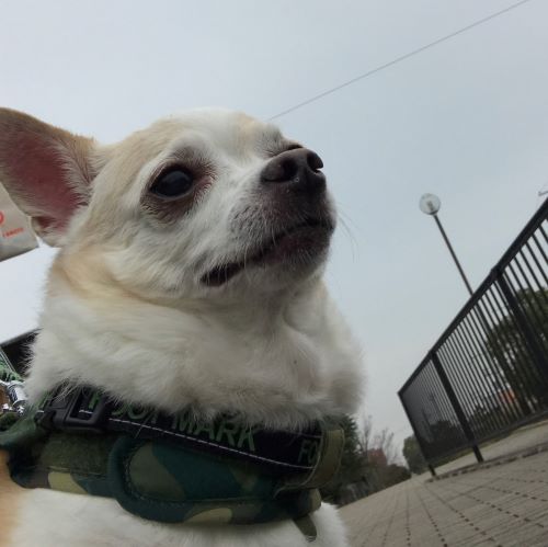 f:id:g-ninetyone:20190404203530j:plain