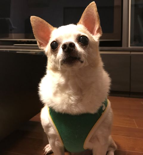 f:id:g-ninetyone:20190412212030j:plain