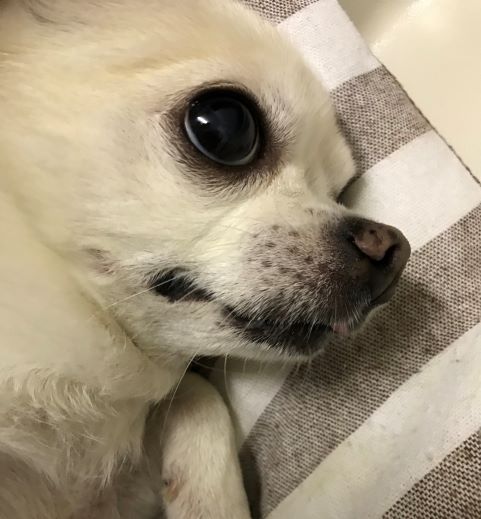 f:id:g-ninetyone:20190428222309j:plain