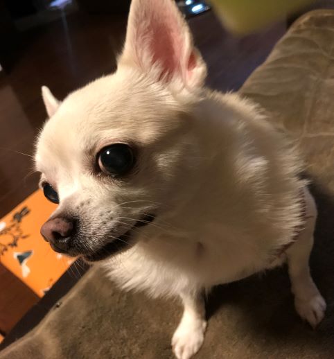 f:id:g-ninetyone:20190430210237j:plain