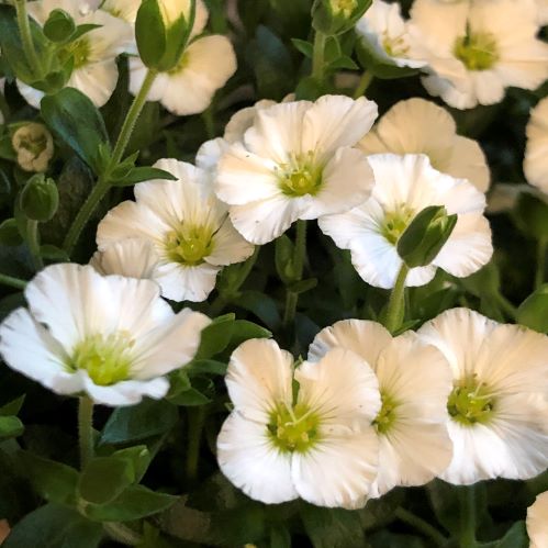 f:id:g-ninetyone:20190508193909j:plain