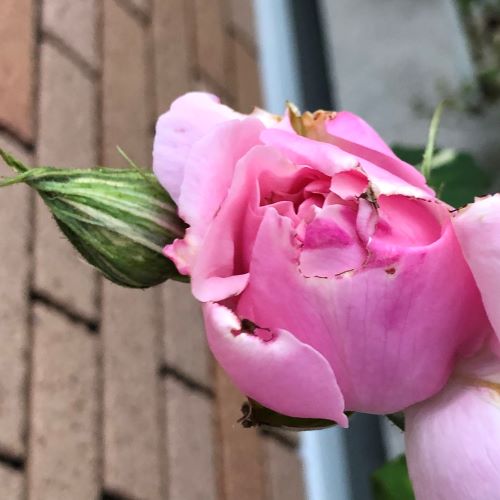 f:id:g-ninetyone:20190508200058j:plain