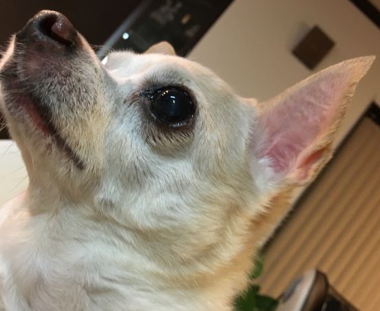 f:id:g-ninetyone:20190508202212j:plain