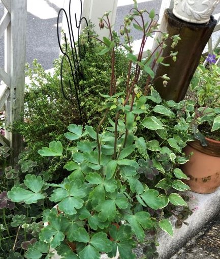 f:id:g-ninetyone:20190516213413j:plain