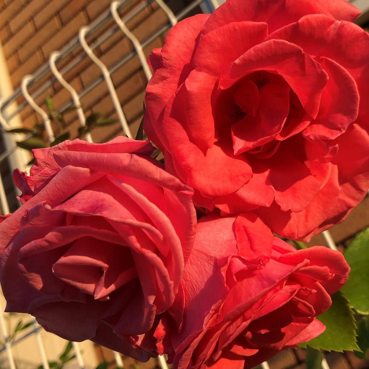 f:id:g-ninetyone:20190524211339j:plain