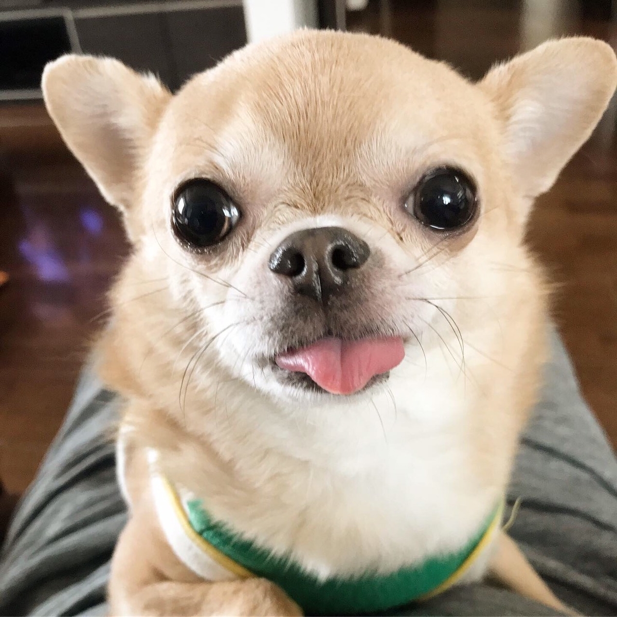 f:id:g-ninetyone:20190526205903j:plain