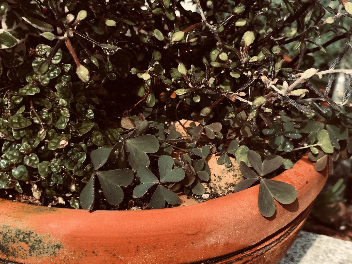 f:id:g-ninetyone:20190528193345j:plain